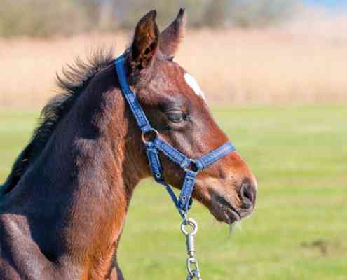 decorous absolute charming grand prix partner